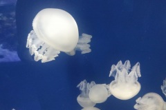 Jelly-fish-in-Dubai-Aquarium