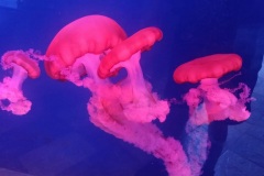 Pink-Jelly-fish-in-Dubai-Aquarium