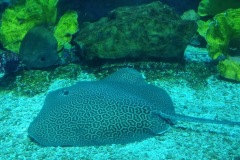 Sting-Ray-in-Dubai-Aquarium